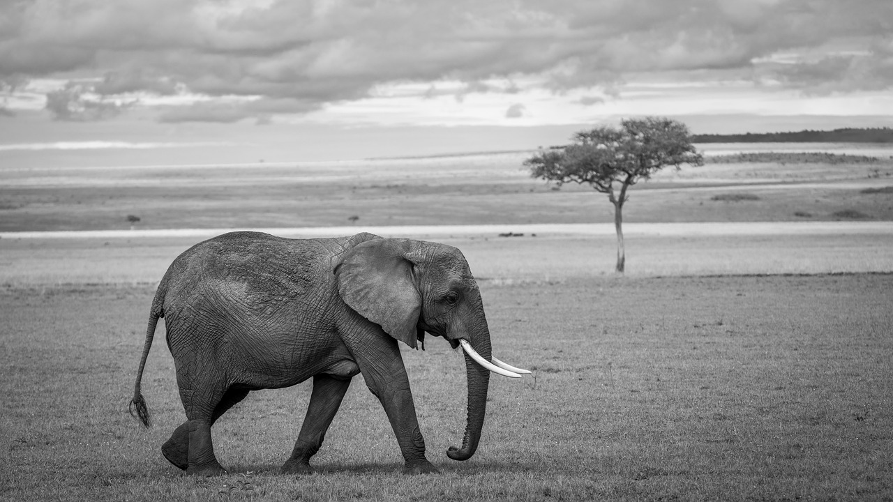 elephant, africa, nature, black-and-white